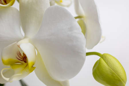Amazing phalaenopsis orchid flowers of white color, close up. White orchid on white background for publication, poster, calendar, post, screensaver, wallpaper, card, postcard, banner, cover, websiteの写真素材