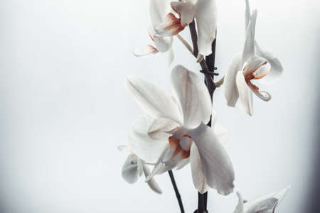 White orchid flowers on white background, close up. Phalaenopsis orchid for poster, calendar, post, screensaver, wallpaper, postcard, banner, cover, website. A place for your design or textの写真素材
