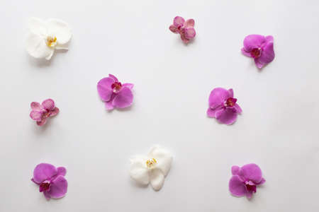 Orchids flowers on white background close up. Phalaenopsis orchid flowers of white color and purple color on a white background. Orchid Flower Backgroundの写真素材