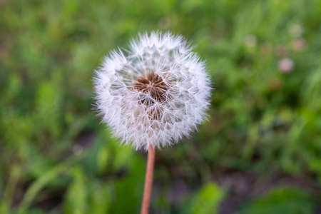 A single fluffy dandelion on a blurred green background. Side view of large dandelion on the bon, close-up. A backing with dandelion for branding, calendar, postcard, poster, banner, cover, websiteの写真素材
