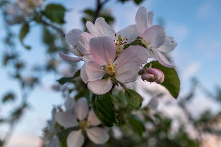 Beautiful blooming flowers of a apple tree with blue sky. Macro photo, flowers of apple. Apple Trees have pretty flowers in the spring for post, wallpaper, postcard, poster, banner, cover, websiteの写真素材