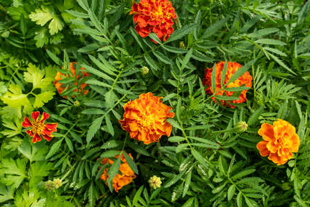 Background from orange marigold flowers. Field with tagetes. Bright french marigolds for publication, poster, calendar, post, screensaver, wallpaper, postcard, postcard, banner, cover, websiteの写真素材