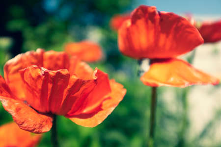 Red opium poppy flowers on blurred green background. Flowering plant in the family Papaveraceae. A picture of poppy plant for a poster, calendar, post, screensaver, wallpaper, banner, cover, websiteの写真素材