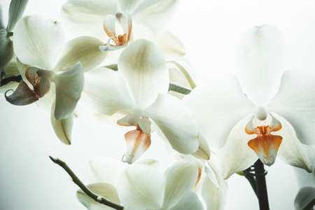 White orchid flowers on white background, close up. Phalaenopsis orchid background for poster, calendar, post, screensaver, wallpaper, postcard, card, banner, cover, websiteの写真素材