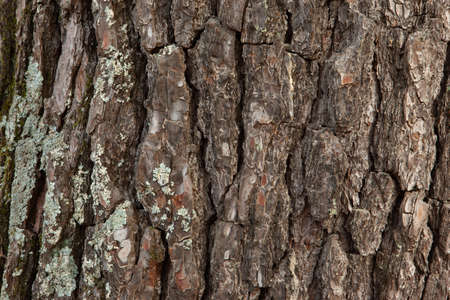Brown pine bark background with moss, close-up. Natural texture pine skin. Relief texture of tree trunk for publication, screensaver, wallpaper, postcard, poster, banner, cover, websiteの写真素材