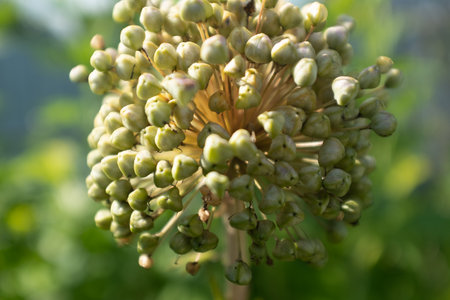 A green onion inflorescence on a blurred green grass background, close-up. Composition from blooming onion for publication, poster, calendar, post, screensaver, wallpaper, postcard, banner, cover, website, space for your design or text. Color high quality photographyの写真素材