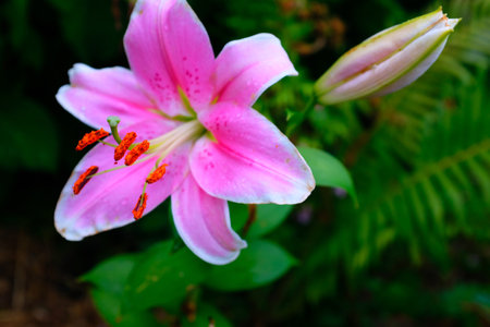 Bright magenta lily flower with stamens on a blurred background of green foliage, selective focus. Floral background. Picture for post, screensaver, wallpaper, postcardの写真素材