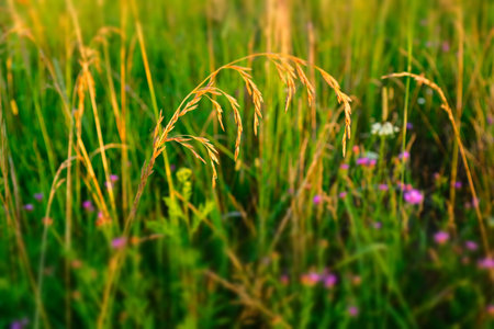 Summer meadow, selective focus. Colorful field for design or project. Summer meadowland background...