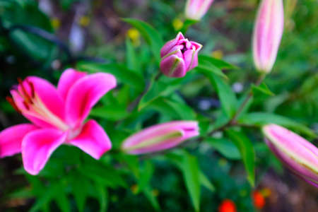Bright magenta lily flower on a blurred background of green foliage, selective focus. Brown-orange stamens. Floral background. Picture for post, screensaver, wallpaper, postcard. High quality photoの写真素材