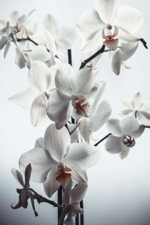 Fresh orchid flowers on white background, close up. A backing from Phalaenopsis orchid flowers backdrop for poster, calendar, post, screensaver, wallpaper, postcard, banner, cover, websiteの写真素材
