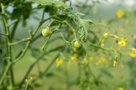Ripening young tomatoes close-up. Tomato plant in greenhouse. Organic food agriculture concept. Green small tomatoes for publication, poster, screensaver, wallpaper, postcard, banner, cover, postの写真素材
