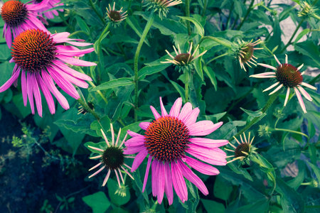 Pink echinacea flowers blooming on a backdrop of green leaves. Echinacea purpurea for poster, branding, calendar, multicolor card, banner, cover, post, header for website. High quality photoの写真素材