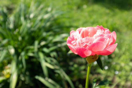 A single pink peony on blurred green leaves background at the sunny day, side view. Bright congratulation on the holiday. Flower bud. Peony bud for poster, calendar, post, screensaver, wallpaper, cardの写真素材