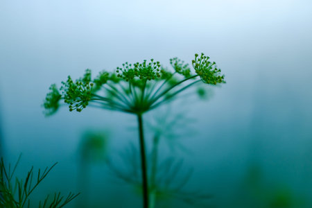 Dill rosette, close-up. Large inflorescence of dill on green background for publication, design,...