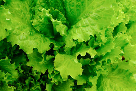 Salad leaves, top view. Background from salad leaves plant. Raw green leaf vegetables, top view. Salad leaves for poster, calendar, post, screensaver, wallpaper, postcard, card, banner, coverの写真素材