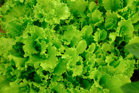 Fresh salad leaves, close-up. Background from salad leaves plant. Raw green leaf vegetables, top view. Salad leaves for poster, calendar, post, screensaver, wallpaper, postcard, card, banner, coverの写真素材
