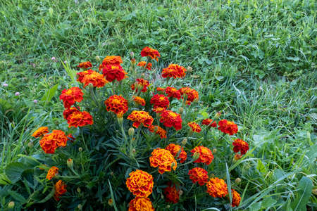 Orange tagetes flowers bush, close-up. Grass background with bright french marigolds for publication, poster, calendar, post, screensaver, wallpaper, postcard, banner, cover, websiteの写真素材