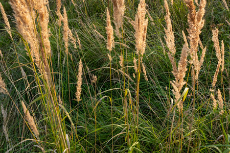 Background from autumn meadow golden colors, selective focus. Dry grass field for design or project. Meadow land texture for publication, design, poster, calendar, post, screensaver, wallpaper, postcard, banner, cover, website. A place for your design or text. High quality photographyの写真素材