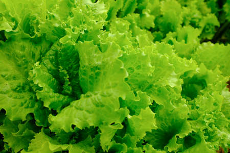 Fresh salad leaves, close-up. Background from salad leaves plant. Raw green leaf vegetables, top view. Salad leaves for poster, calendar, post, screensaver, wallpaper, postcard, card, banner, coverの写真素材