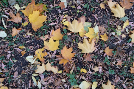 Bright autumn leaves, horizontal photo. Background from fallen leaves for publication, screensaver,...