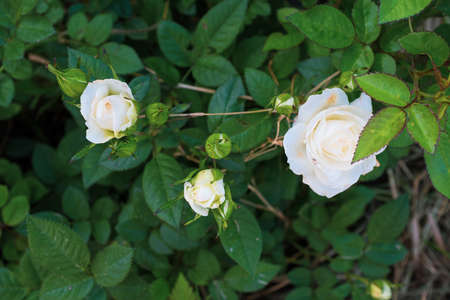 Composition of buds roses on bush. Amazing white roses. Background from beautiful white flowers roses for poster, branding, calendar, multicolor card, banner, cover, post, websiteの写真素材