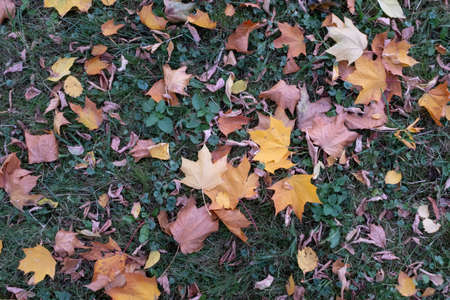 Bright autumn leaves, horizontal photo. Background from fallen leaves for publication, screensaver, wallpaper, postcard, poster, banner, cover, website. Art high-quality photoの写真素材