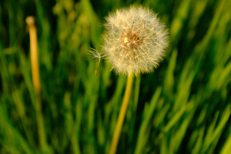 A fluffy dandelion on a green grass lawn. A large single dandelion on the bon, close-up in grass....