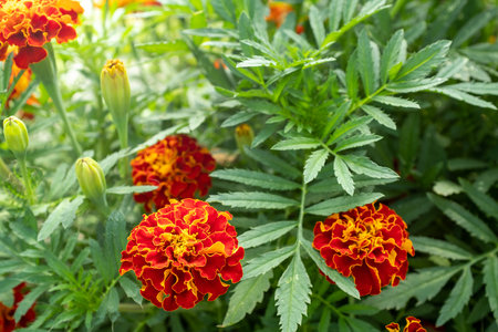 Background from orange marigold flowers. Field with tagetes. Bright french marigolds for publication, poster, calendar, post, screensaver, wallpaper, postcard, postcard, banner, cover, websiteの写真素材