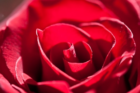 closeup red roseの写真素材