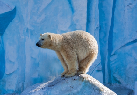 polar bearの写真素材