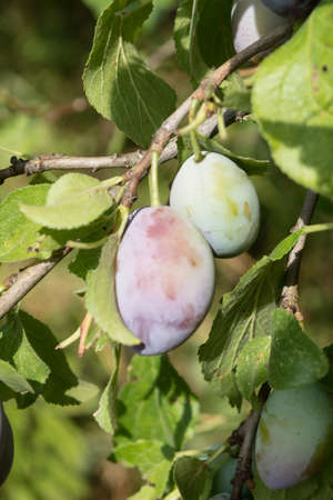 Wild Plums in the countryside in The Czech Republicの写真素材