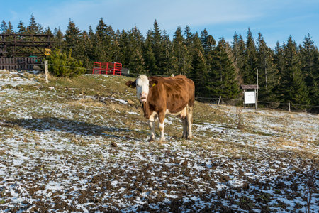 On the Trip to Snezka, in Czech Republic, National Park Krkonose, mountain cows on the winter meadowの写真素材