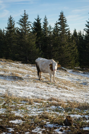 On the Trip to Snezka, in Czech Republic, National Park Krkonose, mountain cows on the winter meadowの写真素材