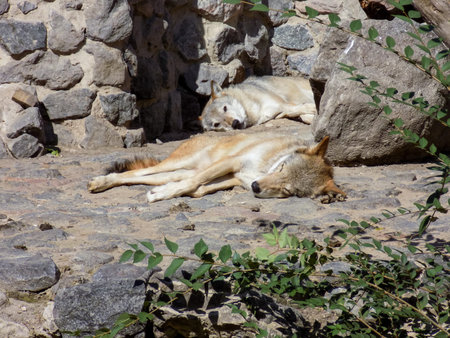 Wolves