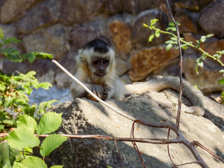 capuchin monkeyの写真素材