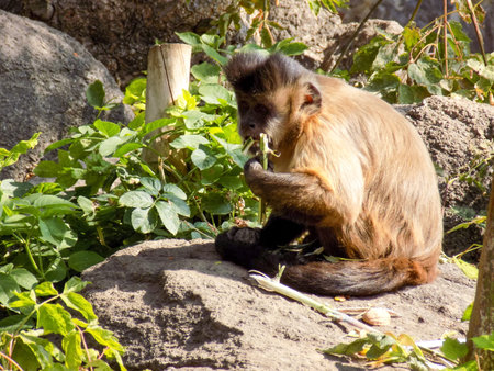 capuchin monkey