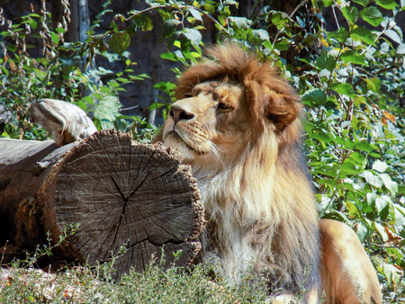 lionの写真素材