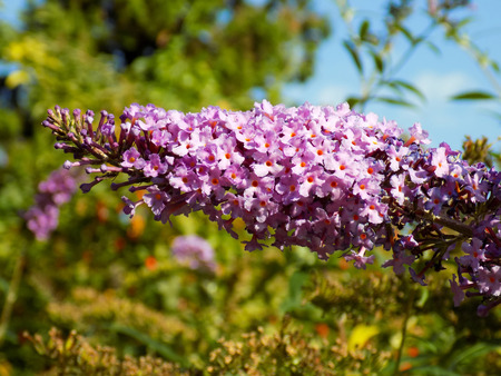 Lavender flowers in the gardenの写真素材