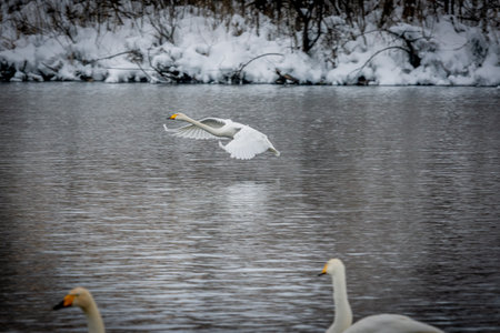 Whooper swans wintering on a lake in the Altai Territory.の写真素材