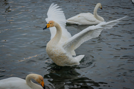 Whooper swans wintering on a lake in the Altai Territory.の写真素材
