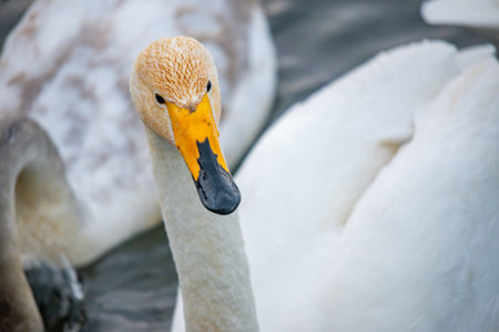 Whooper swans wintering on a lake in the Altai Territory.の写真素材