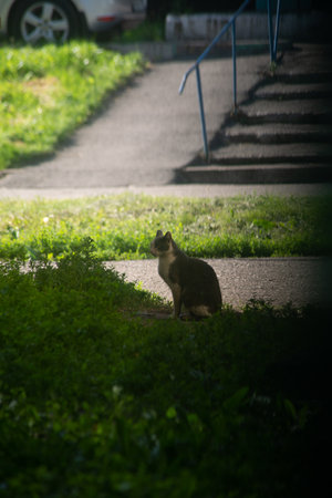A cat in the park in the evening. Shallow depth of field.の写真素材