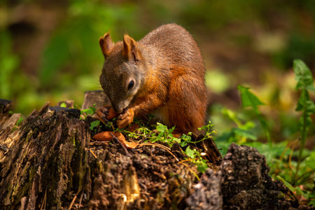 Squirrel in the forest. Wild life scene from nature. Eurasian red squirrel, Sciurus vulgarisの写真素材