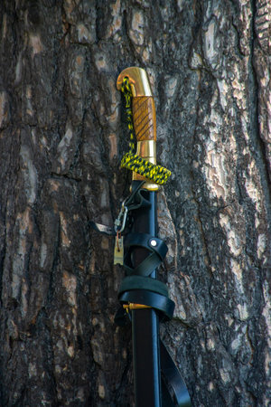 Cossack's saber in a scabbard leaning against a treeの写真素材