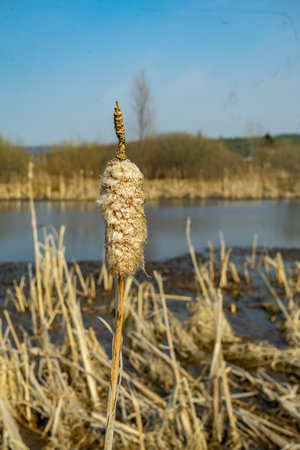Cattail on the shore of a lake in the early springの写真素材