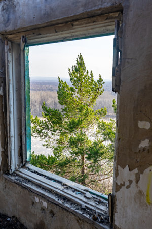 The view from the window of an abandoned building in the forest.の写真素材
