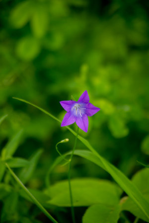 Campanula patula in the forest, closeup of photoの写真素材