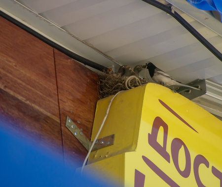 Nest of a pigeon in a yellow box on a ferry boatの写真素材