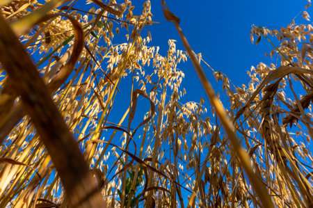 Golden ears of oat against the blue sky. close-up.の写真素材
