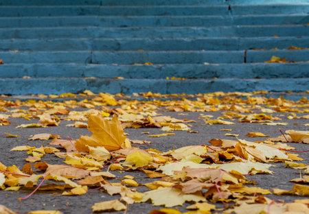 Autumn leaves on the stairs in the city park. fall season.の写真素材